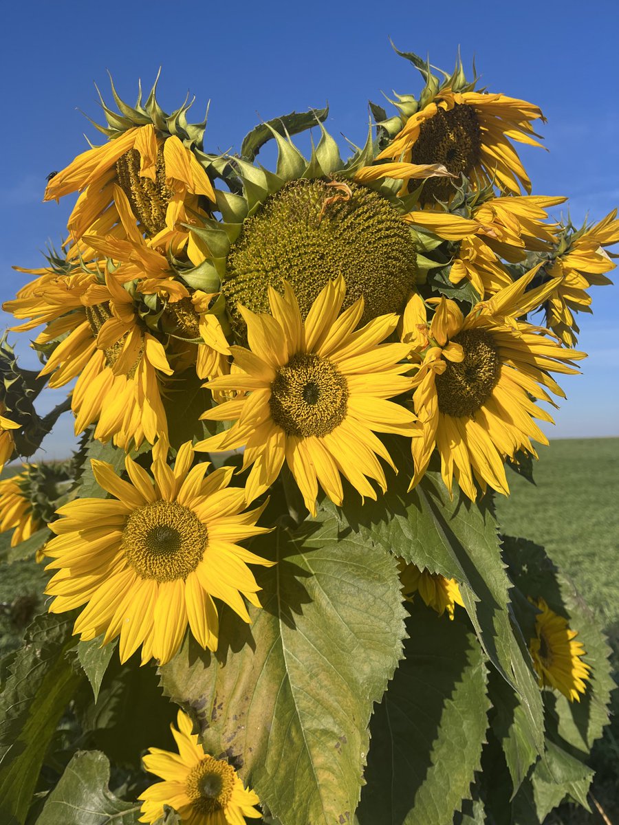 Some of the last blooms of the season are bringing me joy today #mypretties #gardengeek