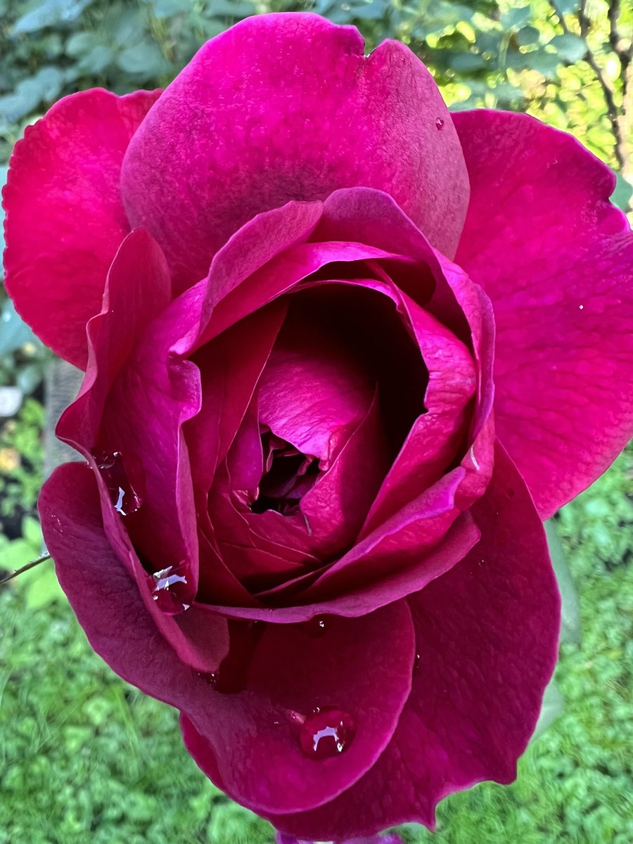 Roses making a comeback in Cleveland.
#indigoscentedgarden