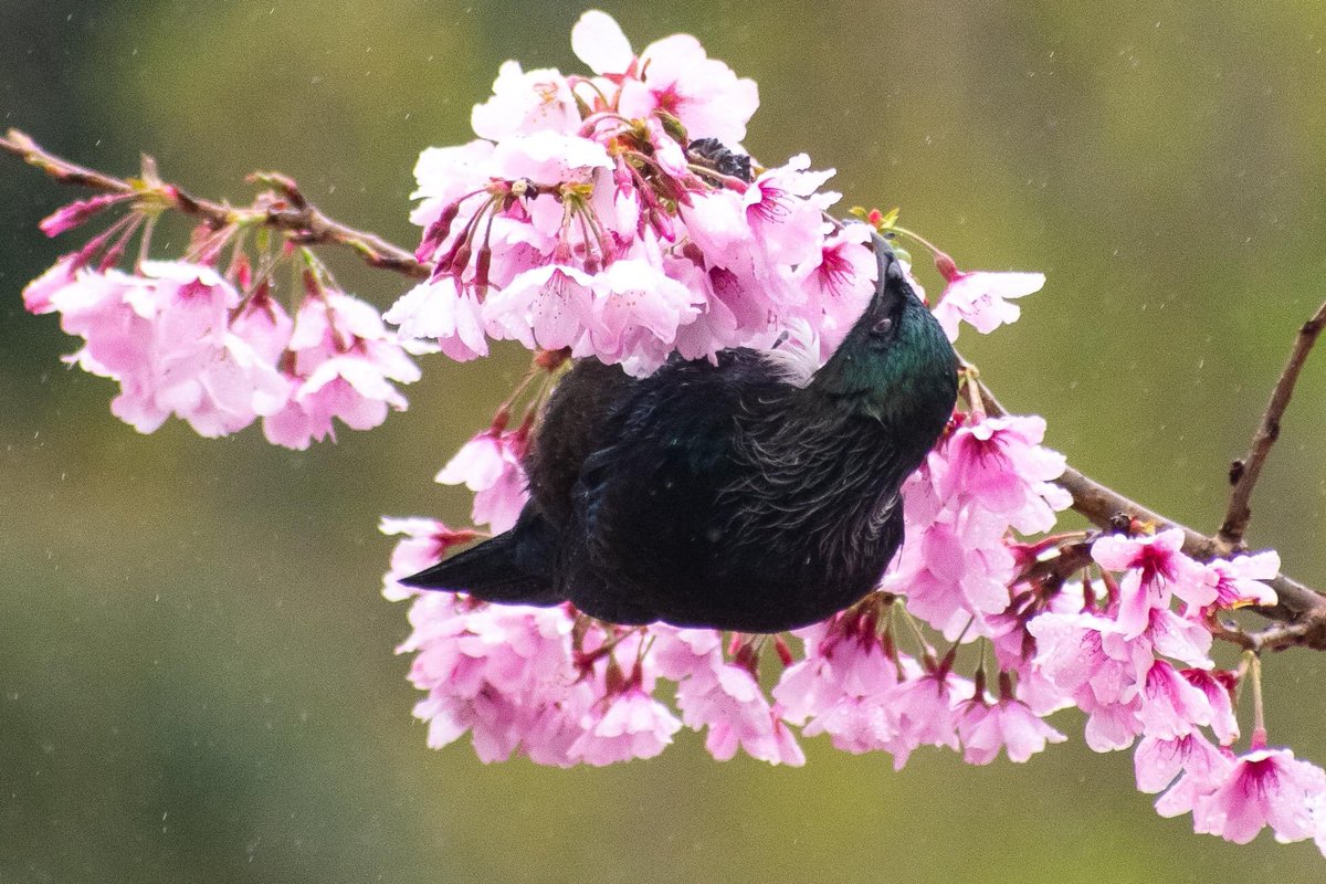 Jan_NewZealand's tweet photo. Tūī going mad on the blossom in the rain Aston Norwood Gardens and Nursery at Upper Hutt, New Zealand. 
#NZ_birds #cherryblossom #pink #nikonnz #wellington #upperhutt #newzealand #backyourbackyard https://t.co/lywIhyv9AP