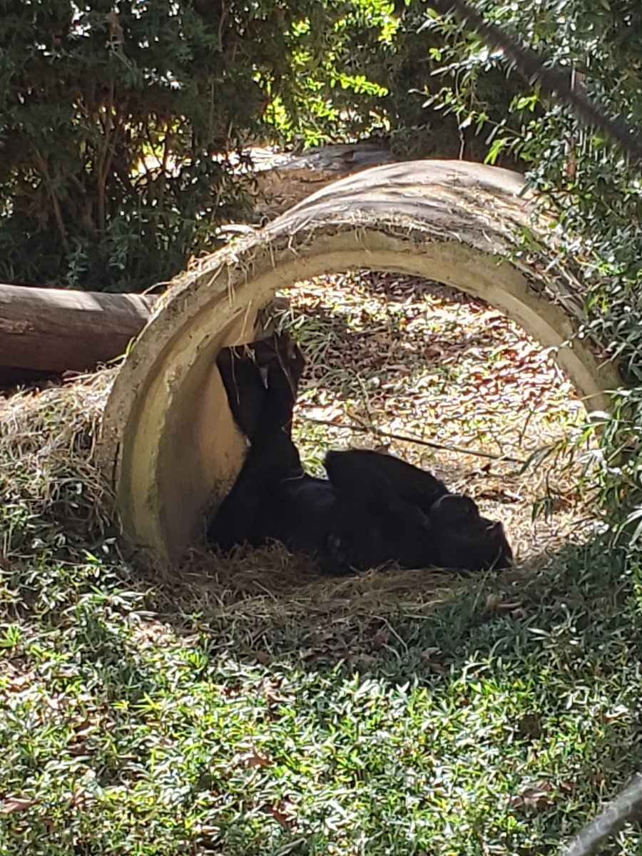 10/1/23
Went to the zoo today for the last day of #PandaPalooza and all I got was a butt shot 😂 but here are some other pics too!