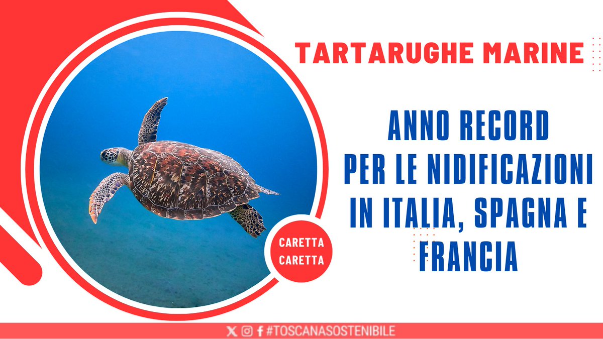 Record di nidi di #TartarugheMarine in Italia, Spagna e Francia: 444 in Italia, Spagna 27 e 12 Francia. 23 quelli in #Toscana. #Legambiente sottolinea come il surriscaldamento delle acque legato ai #cambiamenticlimatici sta spostando sempre di più l’areale delle #tartarughe