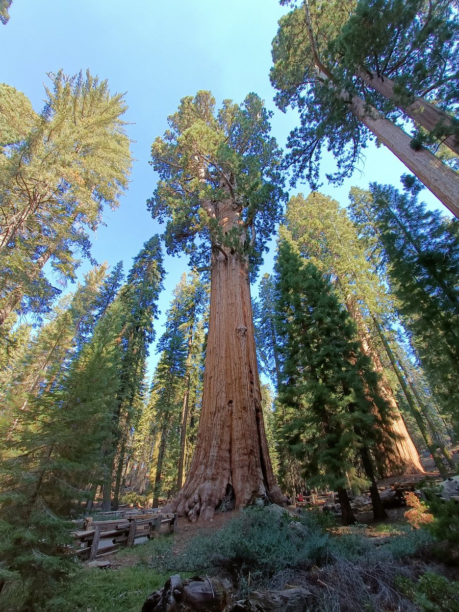 Sequoia NP in California 🤩