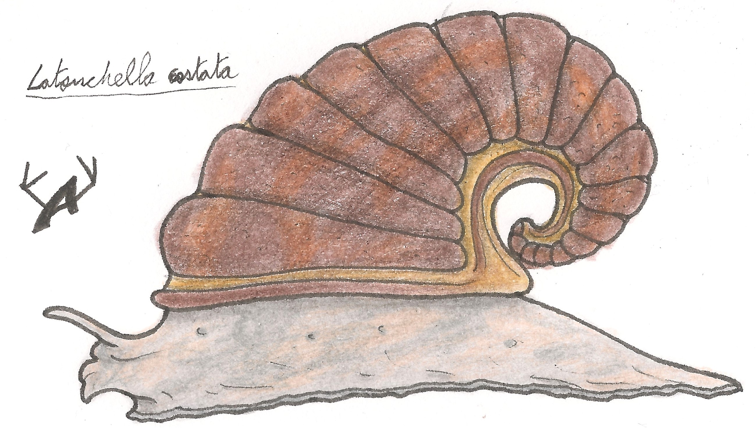 Amypteride🏳️‍⚧️🕷️🦂 on X: "First entry for this #Paleoctober !  Latouchella is an ancient mollusk and among the few animals known right  between the precambrian and the cambrian explosion. It's also one of