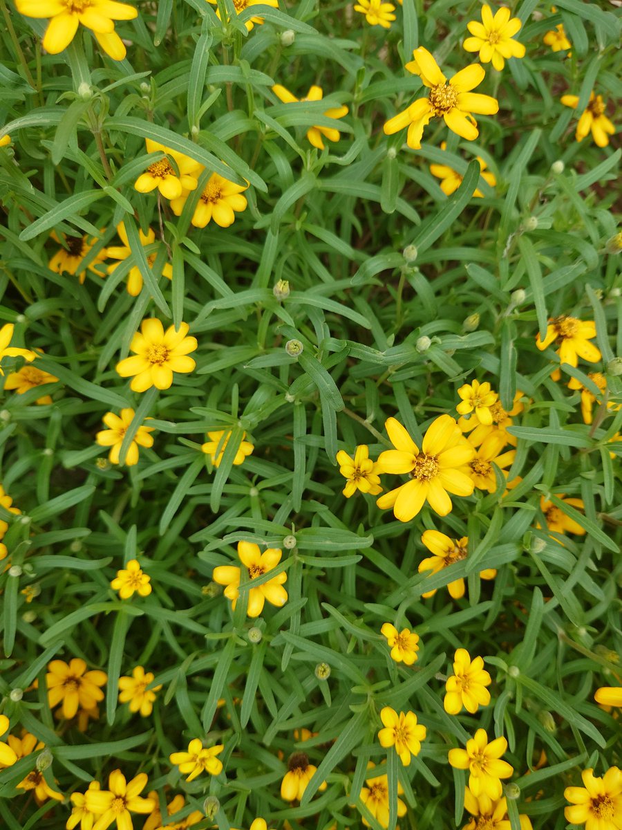 おはようございます
二度寝の誘惑再びです💦
可愛らしいジニアのお花に出会いました😊
今日も1日皆さんの善き日でありますように