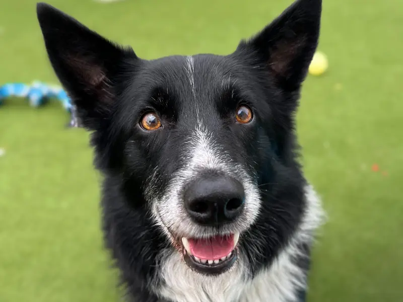 Please retweet to help Bertie find a home #SNETTERTON #CAMBRIDGE #NORFOLK #UK 
Clever Border Collie aged 5-7. He's had a tough start in life and is not used to living in a home. Bertie needs an adult home as the only pet. Please contact the shelter for more information. 
DETAILS