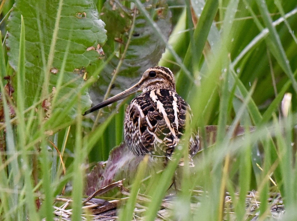 Snipe hiding in the grass <a href="/RSPBLeightonM/">RSPB Leighton Moss</a>