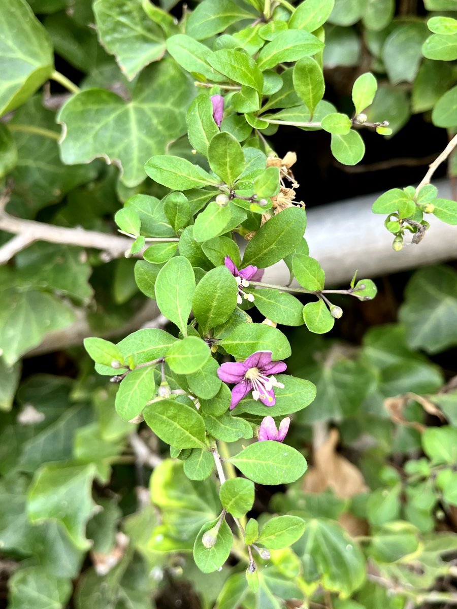 Think this is a Goji Berry? Growing in the cliff tops in Broadstairs #WildFlowerHour