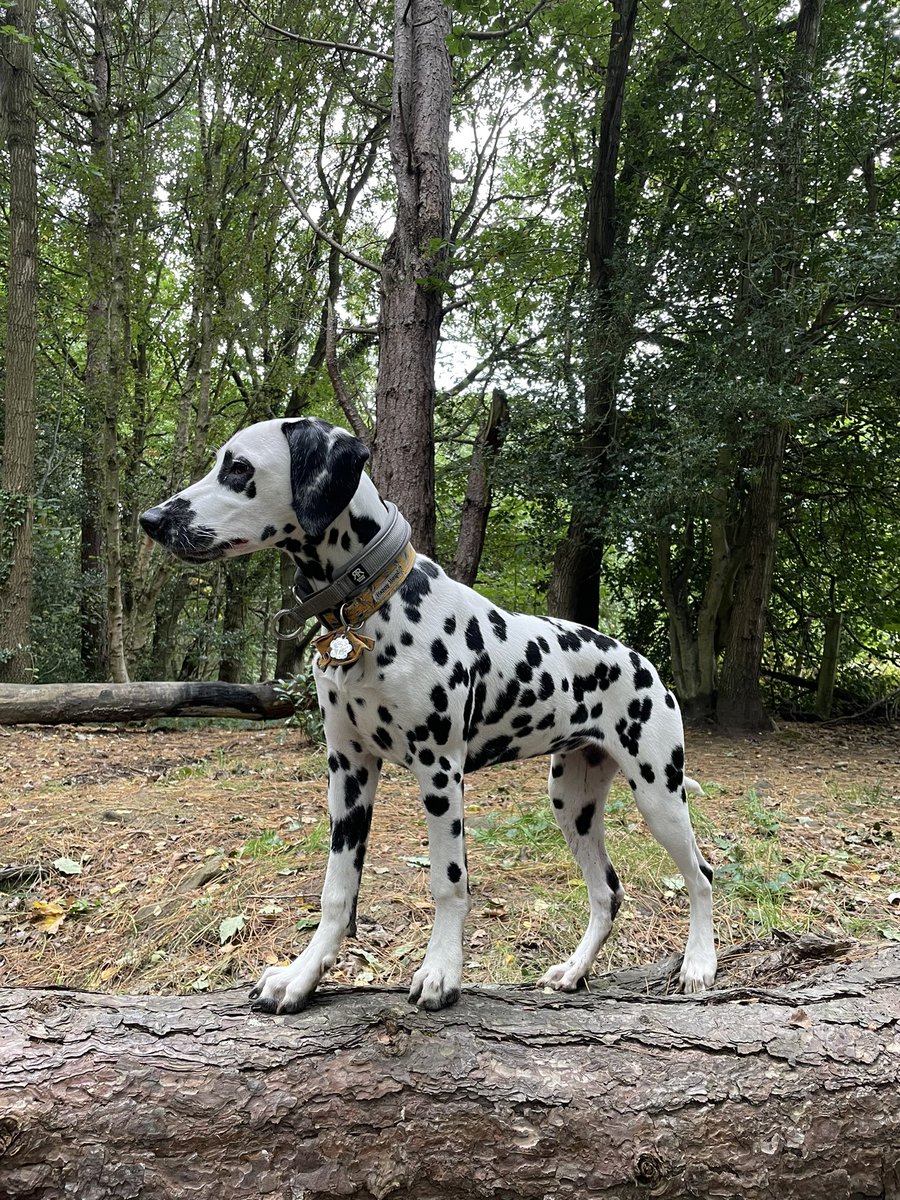 Just a greenie 💚 enjoying her walks with her new pal #ahpsactive what a better place to practice training than in the sticks 🌳 #toontoondog #dalimiles #ADL #maternityleave