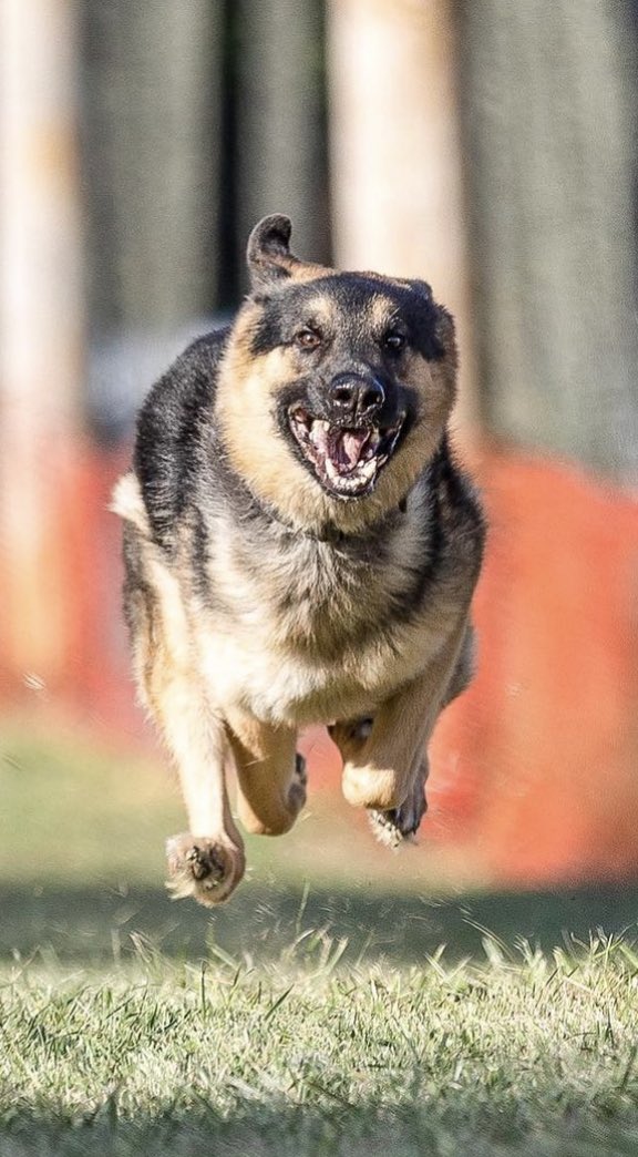 Loganthegs's tweet photo. Look Ma! I’m flyin’ #BeckyinParis #GermanShepherd #SundayFunday #fastcat https://t.co/6JsHx4KZhk