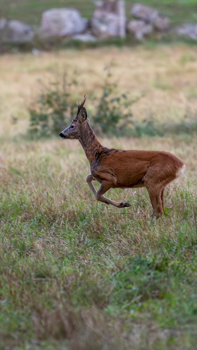 En kväll i stallet och skogen. Medan dottern red en stund smög jag på rådjur. 😀

#rådjur #roedeer #deer
