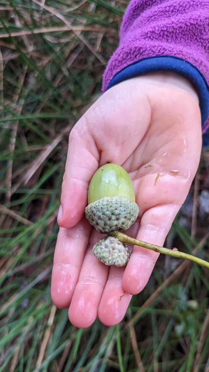 curiousways's tweet photo. After yesterday's march calling on the Duchy to restore ecosystems across Dartmoor, today we harvested and planted acorns at Piles Copse. 

These will be planted out next year, protected from sheep grazing, and become part of Dartmoor's expanding temperate rainforest. 🌰🌱🌳 https://t.co/RRbJMDAfVL