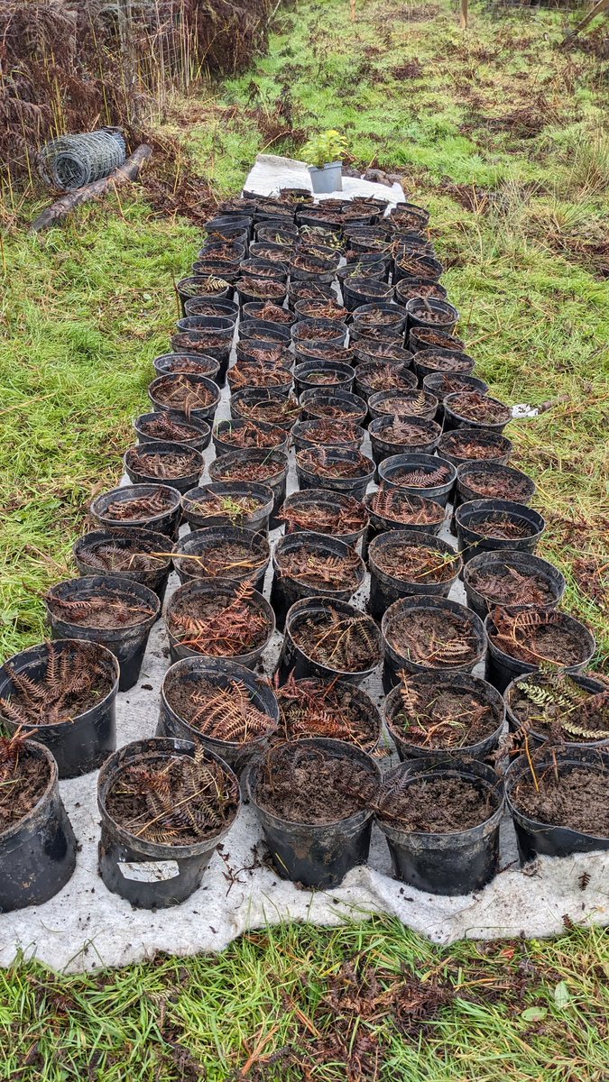 curiousways's tweet photo. After yesterday's march calling on the Duchy to restore ecosystems across Dartmoor, today we harvested and planted acorns at Piles Copse. 

These will be planted out next year, protected from sheep grazing, and become part of Dartmoor's expanding temperate rainforest. 🌰🌱🌳 https://t.co/RRbJMDAfVL