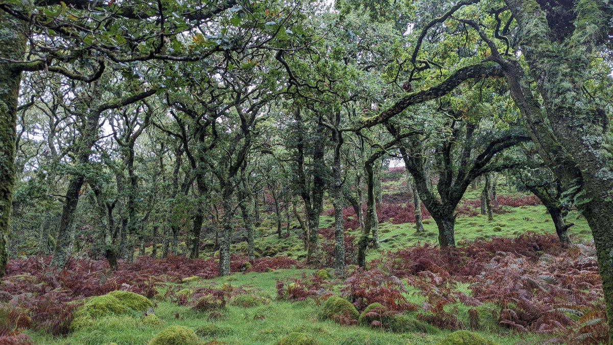 After yesterday's march calling on the Duchy to restore ecosystems across Dartmoor, today we harvested and planted acorns at Piles Copse. 

These will be planted out next year, protected from sheep grazing, and become part of Dartmoor's expanding temperate rainforest. 🌰🌱🌳