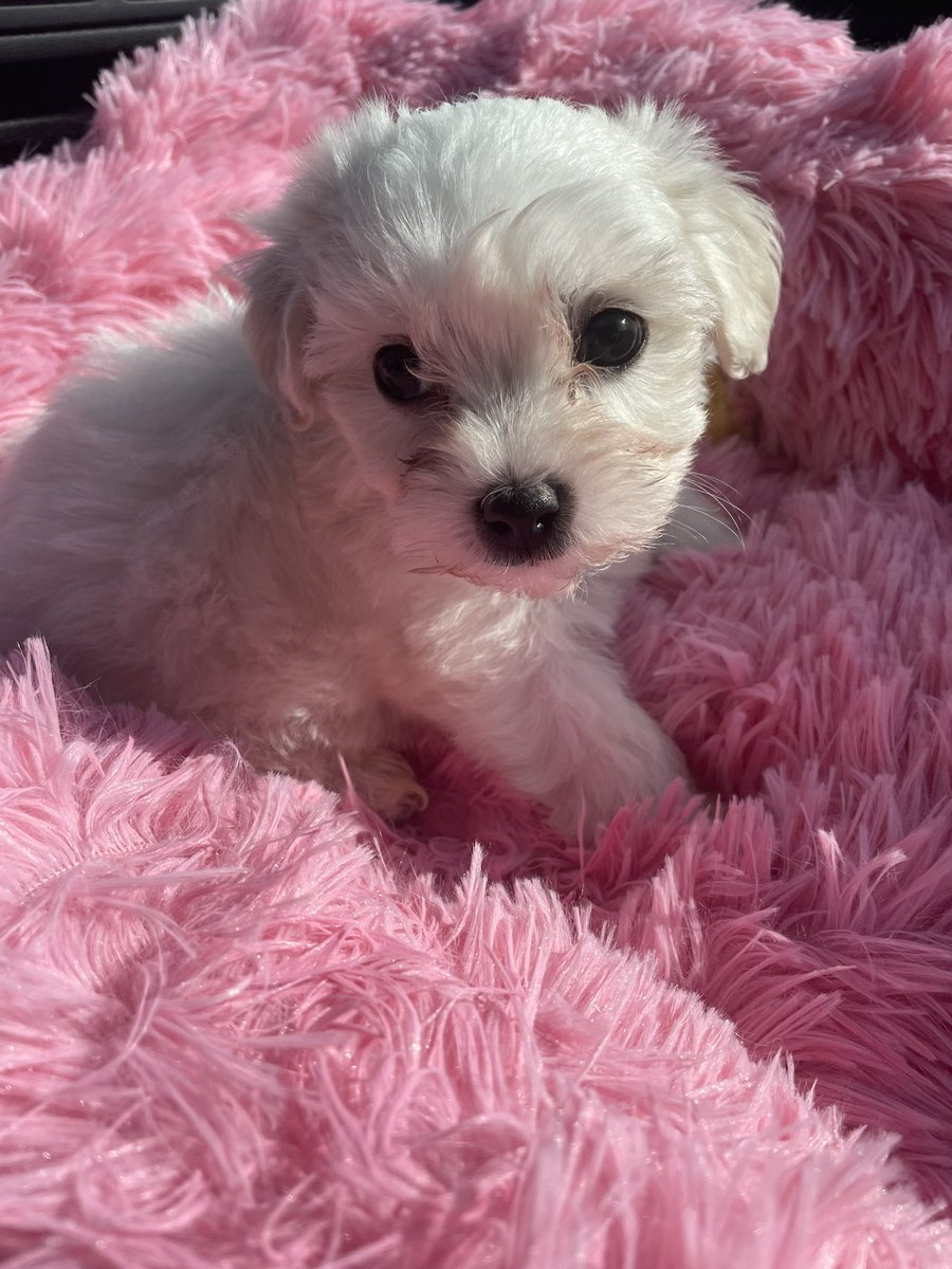 aoibhinh_'s tweet photo. i got a puppy today and she is so tiny and gorgeous i’m obsessed with her🥺 https://t.co/iIvEtQulkj
