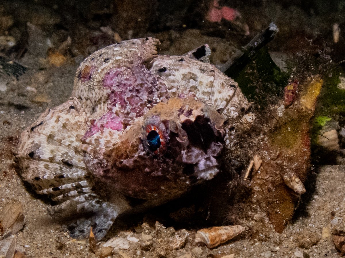 Hanging out with this weirdo, aka Goblinfish, was probably the highlight of my week-end! 
Pretty rare fish to come across in #PortPhillipBay. I have only seen two in years of diving there, both times at night. 
#GreatSouthernReef #scubadiving #OlympusTG6 #WildOz #womenwhoscuba