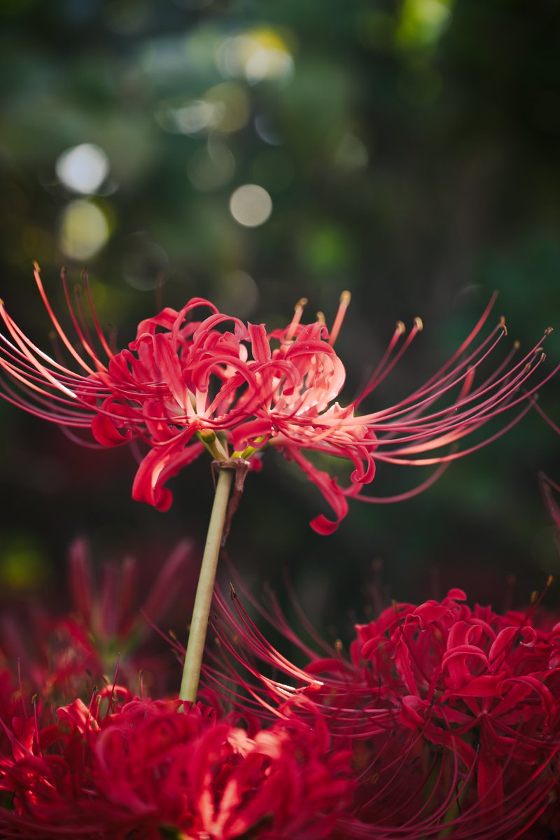 saasaansan's tweet photo. 彼岸花をいっぱい撮った😊
ちょこちょこ放出
#ファインダー越しの私の世界 #写真で伝えたい私の世界 #写真部 #ニコン #東京カメラ部  #nikon #zcreators  #Z9 #nikoncreators   #tokyocameraclub #関西写真部SHARE #私とニコンで見た世界 #彼岸花 https://t.co/eDkizY1R88