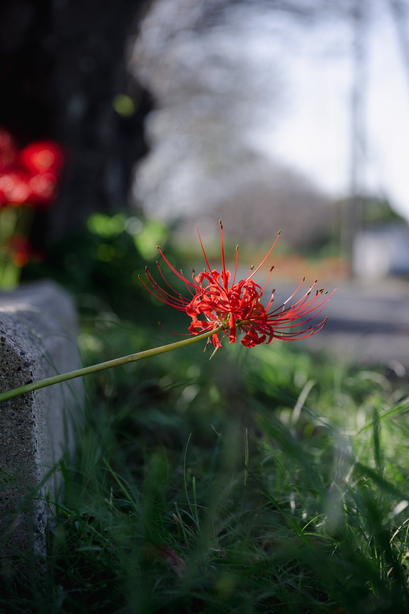 saasaansan's tweet photo. 彼岸花をいっぱい撮った😊
ちょこちょこ放出
#ファインダー越しの私の世界 #写真で伝えたい私の世界 #写真部 #ニコン #東京カメラ部  #nikon #zcreators  #Z9 #nikoncreators   #tokyocameraclub #関西写真部SHARE #私とニコンで見た世界 #彼岸花 https://t.co/eDkizY1R88