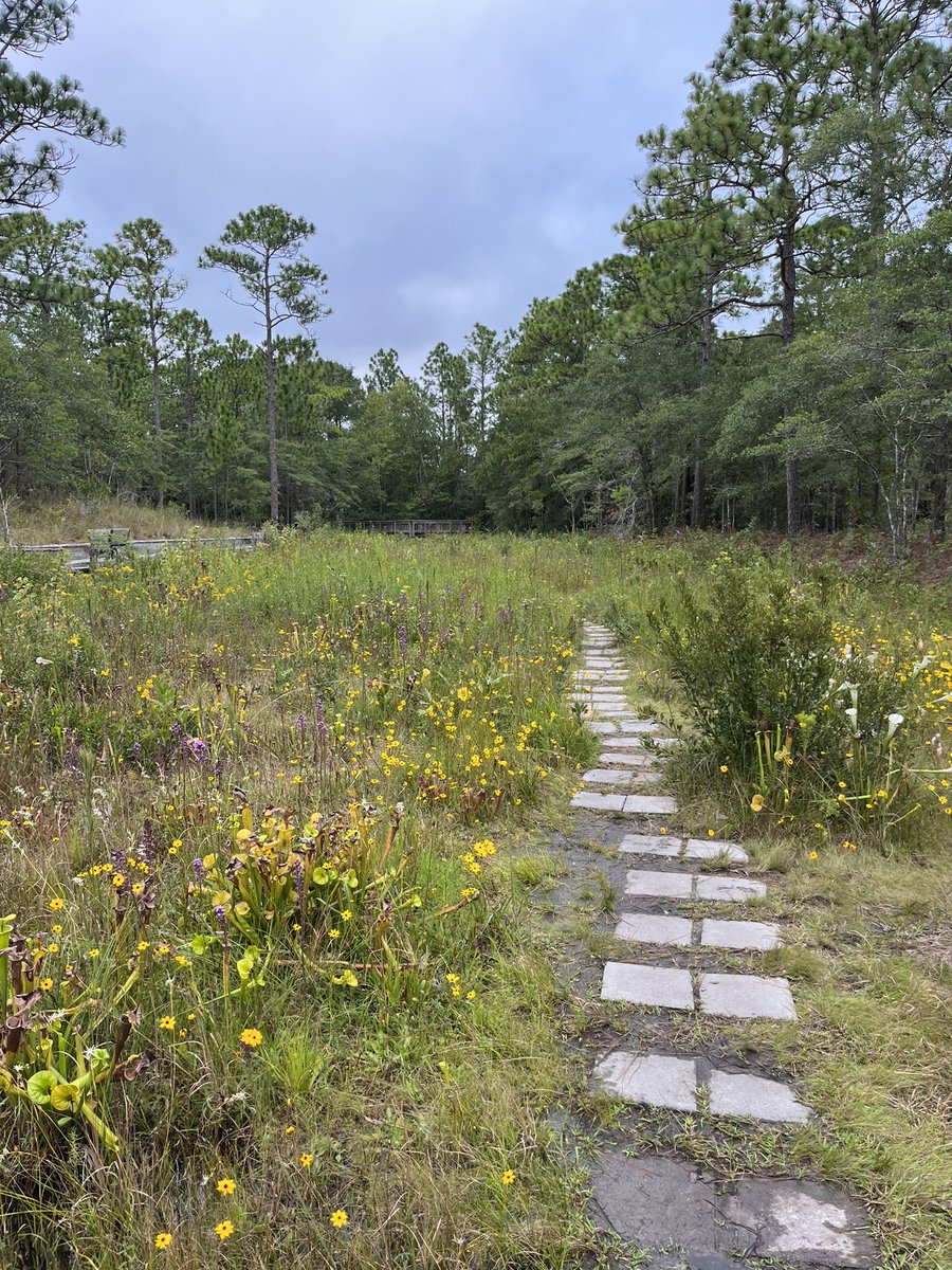 Venus flytrap can only grow naturally within about 100 mile radius of Wilmington #EDN330F23Tour