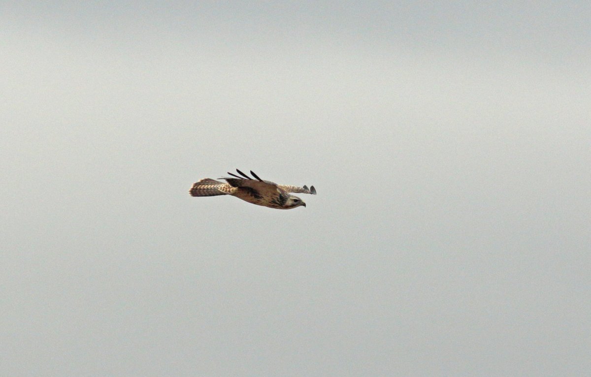A very striking Common Buzzard with <a href="/JohnPri52195972/">John Pritchard</a>  @ Redbournbury this morning #hertsbirds