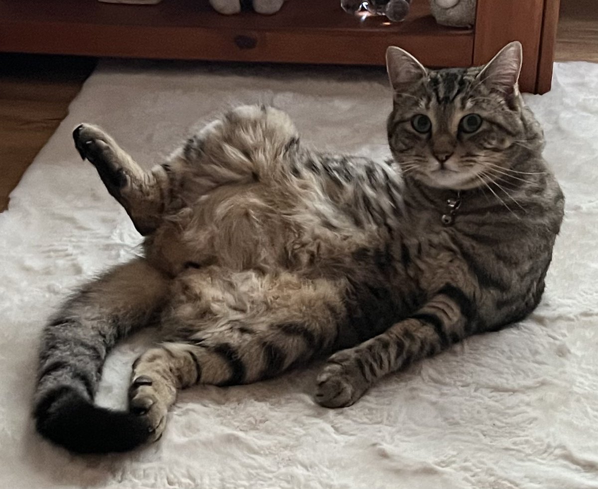 TheVicarageCat's tweet image. Bonjour Monsieur!  Would you like to paint me like one of your French girls?