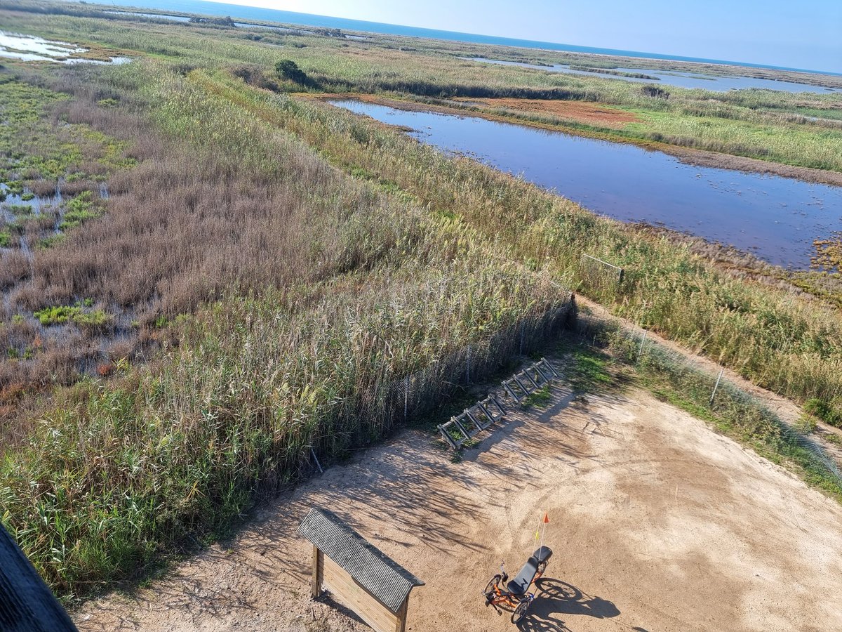 froilancan's tweet photo. Rice harvest in #LaIllaDeBuda #DeltaEbre #RecumbentTrike https://t.co/xuceSND1lP