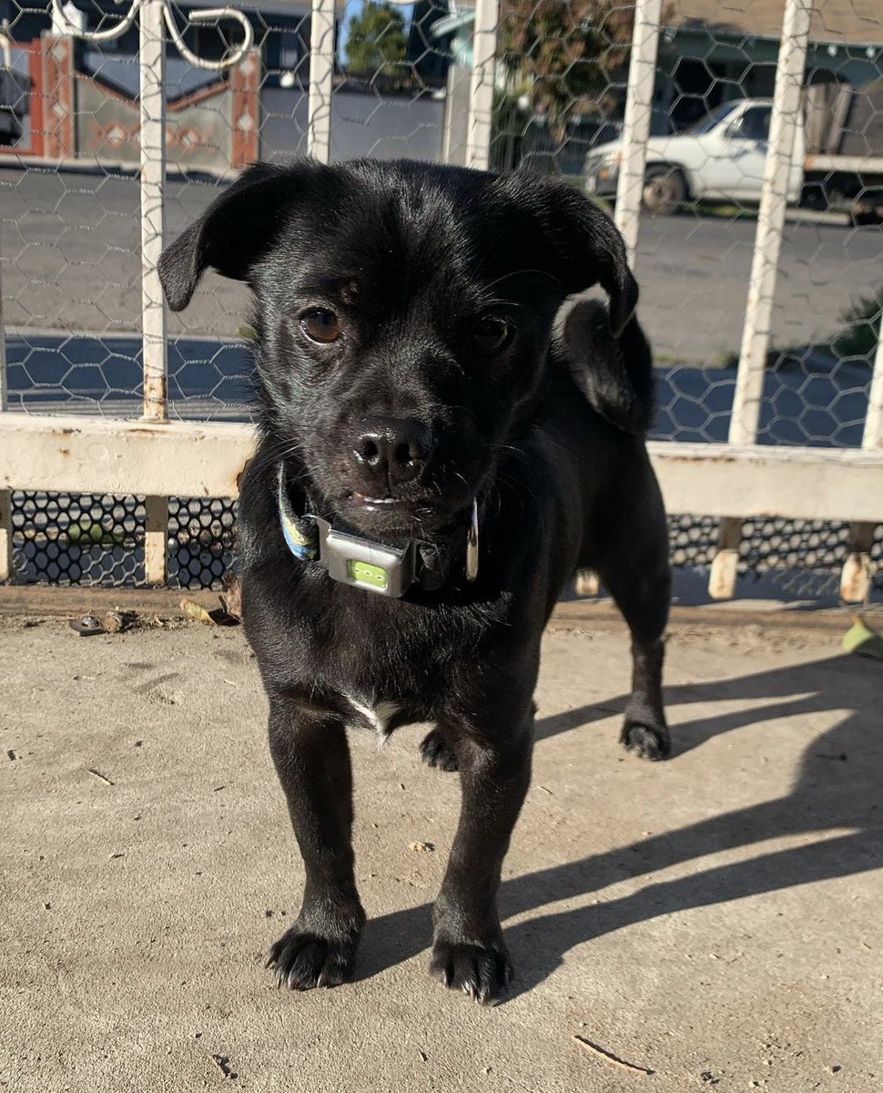 MyLifeAsSal_'s tweet image. South Central LA area, we need your help locating two babies who left their home 10/01/23 @ midnight. Leyla (English bulldog) &amp;amp; Machu Picchu (Pug/chihuahua Mix) are dearly missed, and we are praying to have them back home safe and sound. If you find/see them, please let me know