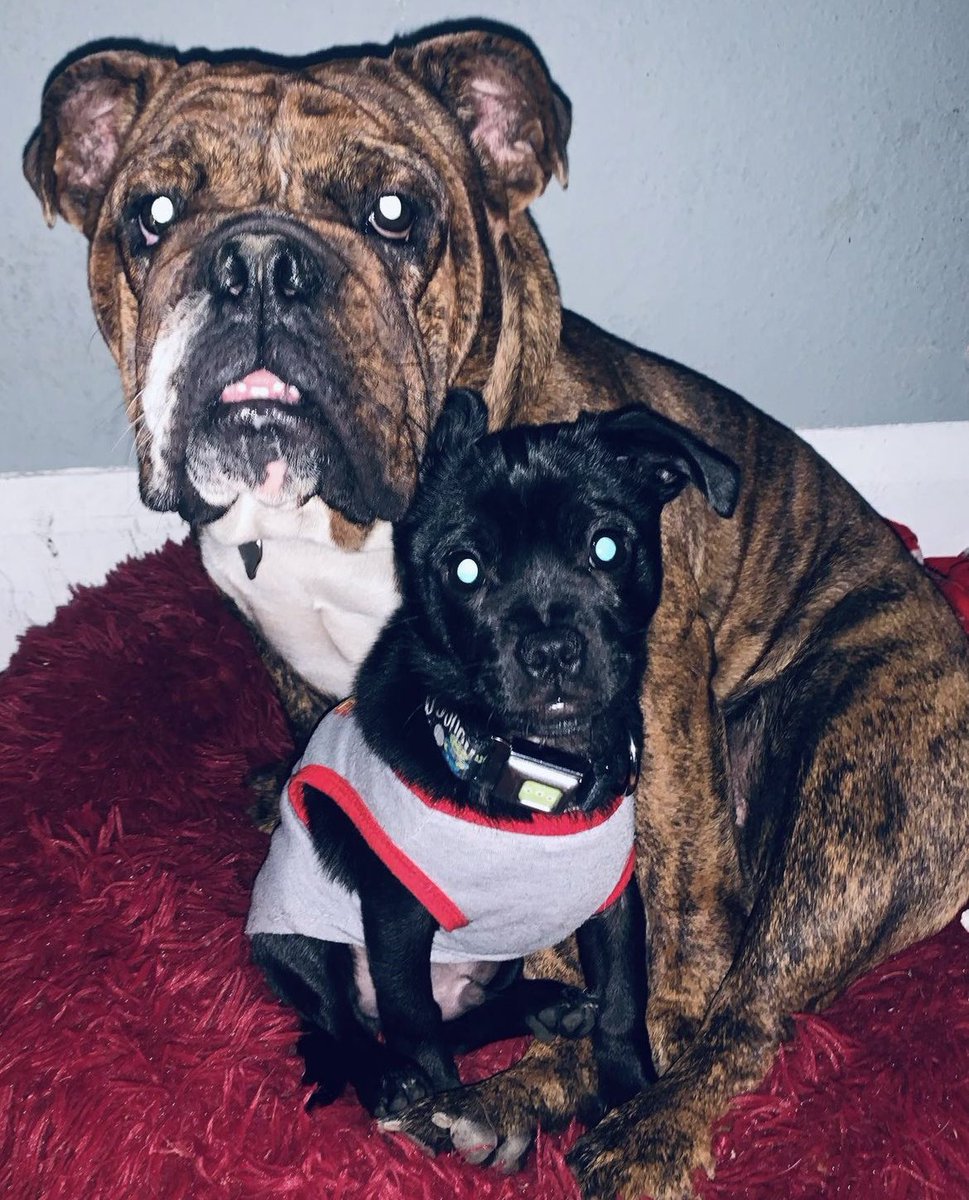 MyLifeAsSal_'s tweet image. South Central LA area, we need your help locating two babies who left their home 10/01/23 @ midnight. Leyla (English bulldog) &amp;amp; Machu Picchu (Pug/chihuahua Mix) are dearly missed, and we are praying to have them back home safe and sound. If you find/see them, please let me know