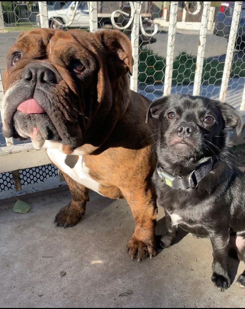 MyLifeAsSal_'s tweet image. South Central LA area, we need your help locating two babies who left their home 10/01/23 @ midnight. Leyla (English bulldog) &amp;amp; Machu Picchu (Pug/chihuahua Mix) are dearly missed, and we are praying to have them back home safe and sound. If you find/see them, please let me know
