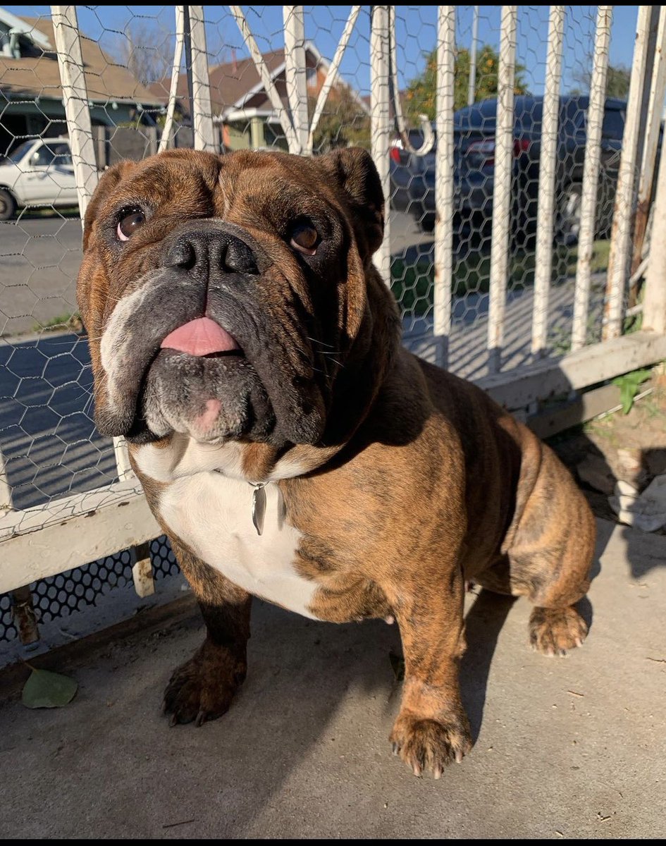 MyLifeAsSal_'s tweet image. South Central LA area, we need your help locating two babies who left their home 10/01/23 @ midnight. Leyla (English bulldog) &amp;amp; Machu Picchu (Pug/chihuahua Mix) are dearly missed, and we are praying to have them back home safe and sound. If you find/see them, please let me know