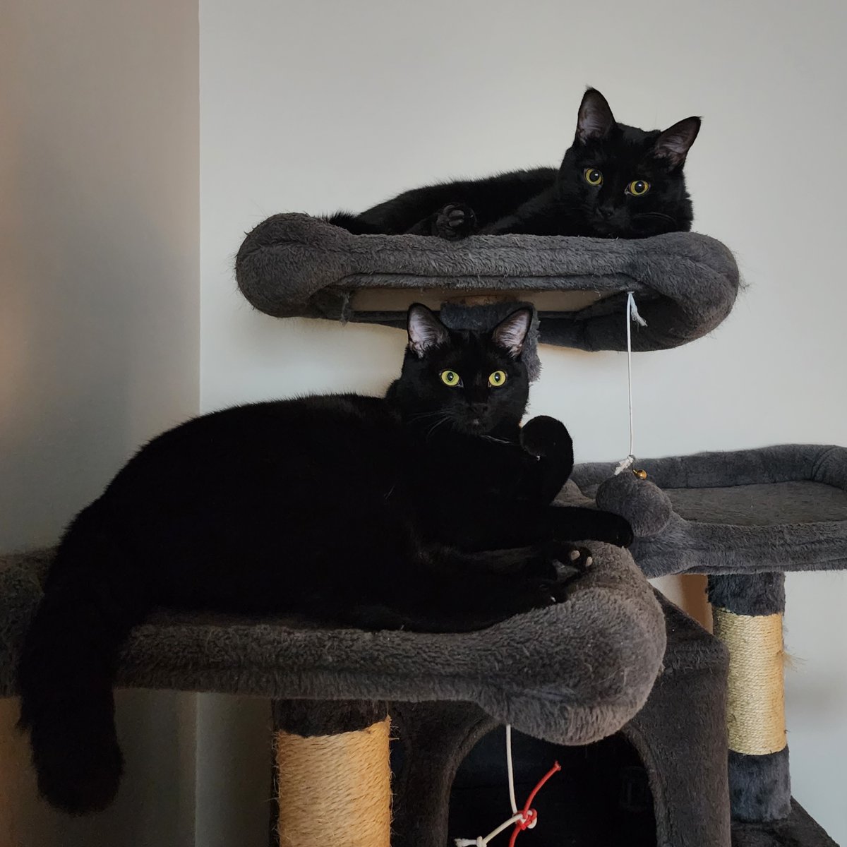 Treats and new toys today, for these two cuties! Partly because their little brother has destroyed most of them, buuut lol... Happy Gotcha Day Lilith and Lucifer! 💚
#adoptdontshop #blackcats #blackcatsofinstagram #cats #catsofinstagram #housepanthers  #lilith #lucifer