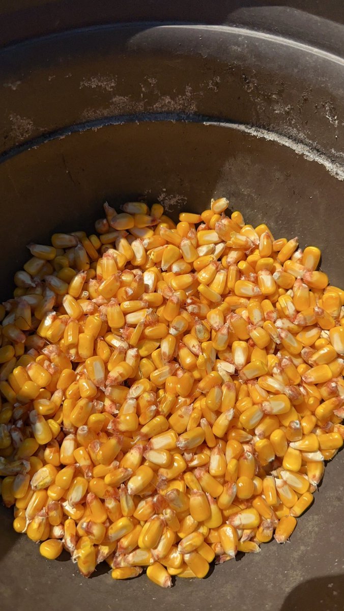 Bkitch1Bodie's tweet photo. 213-19 gonna get it done again! Love the grain quality. Not gonna impress by kernel counts but mercy the grain is heavy, didn’t hardly dent this year for us. https://t.co/DspnGgStmk