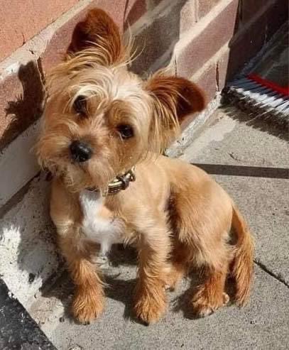 rosiedoc666's tweet photo. #MISSING #FENHAM #NEWCASTLE
Hi, he got lost sunday 1.10.23 pls let me know if you've seen him, if you find him, let me know, TY
He is Lost on Fenham but can move anywhere.PlS share TY .😥
https://t.co/PrWfVXFzFV
https://t.co/BazttHYvdw
@FenhamPool @SHPS_Fenham @bs2510 https://t.co/qDVBuEITe9