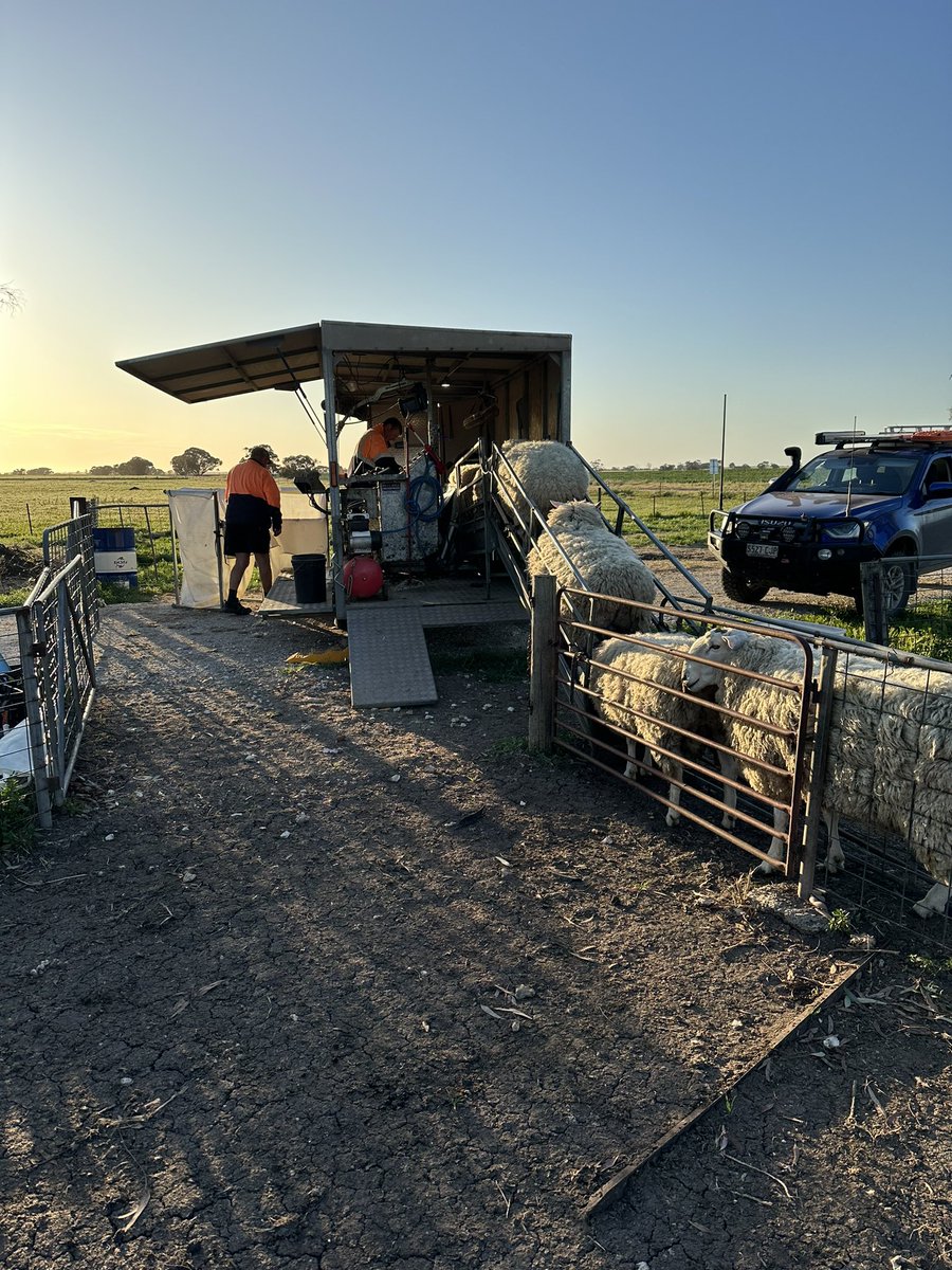 Holidays finished yesterday, Shearing rams today