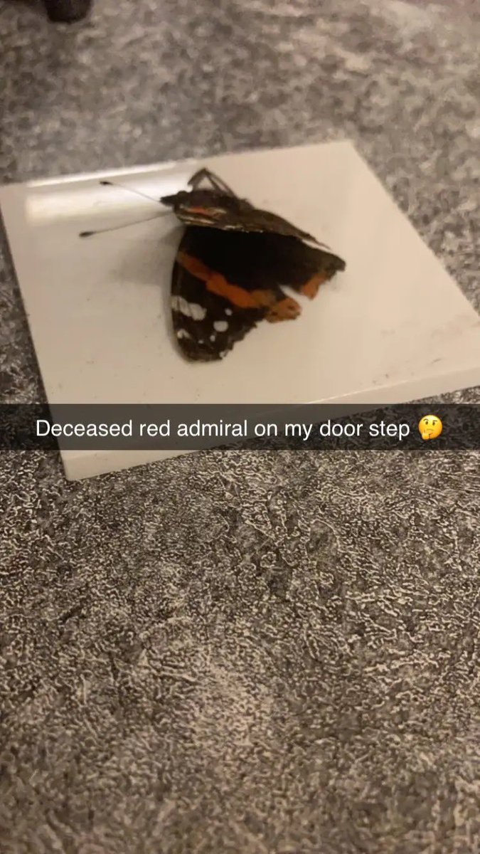 This handsome fella showed up shortly after my mum passed away in June. Kept coming back and gave me some hope, maybe a little joy. I’ve just scraped a dead red admiral that was on my door step. I’m not sure what to make of it all 🙁