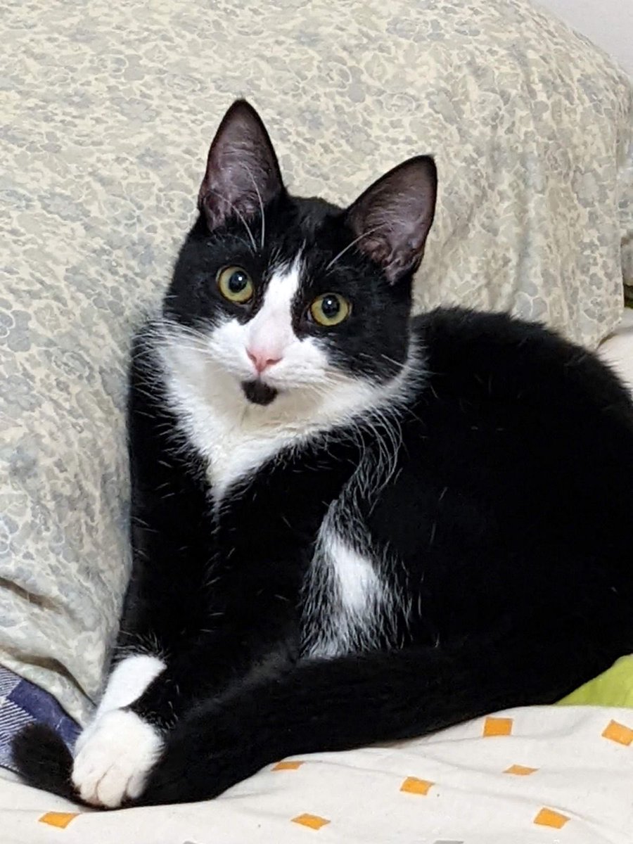 .<a href="/palashp40616755/">palash pandey</a> needs help finding his cat Tux. He claims a Lyft driver took off with her on Sept. 30 when he was dropped off at the pet hospital. We talked to Palash today. We’ll have the full story tonight at 10. ⁦<a href="/KVUE/">KVUE News</a>⁩
