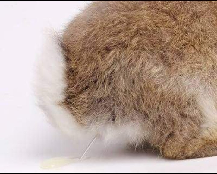 DapsonRabbitry's tweet photo. RABBIT URINE COLOUR CHART
-Bright Yellow urine: means that your Rabbit is healthy. It is eating and drinking well, and seemingly has no health concerns.
- Milky Yellow urine:  Rabbit urine that’s a milky yellow shade is the first warning of calciuria. 
@kwame_abide 
#rabbitmeat https://t.co/eq1PJ1pBxR