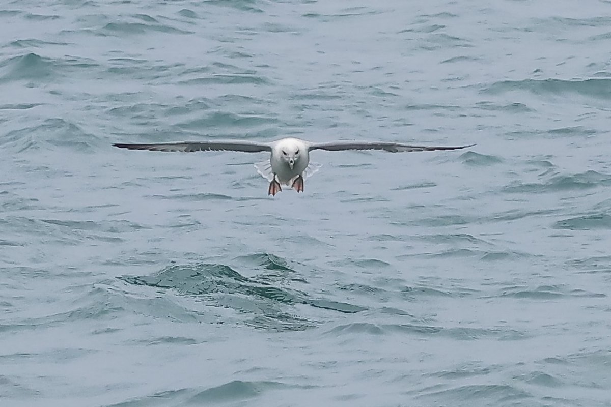 Great glide into land Fulmar