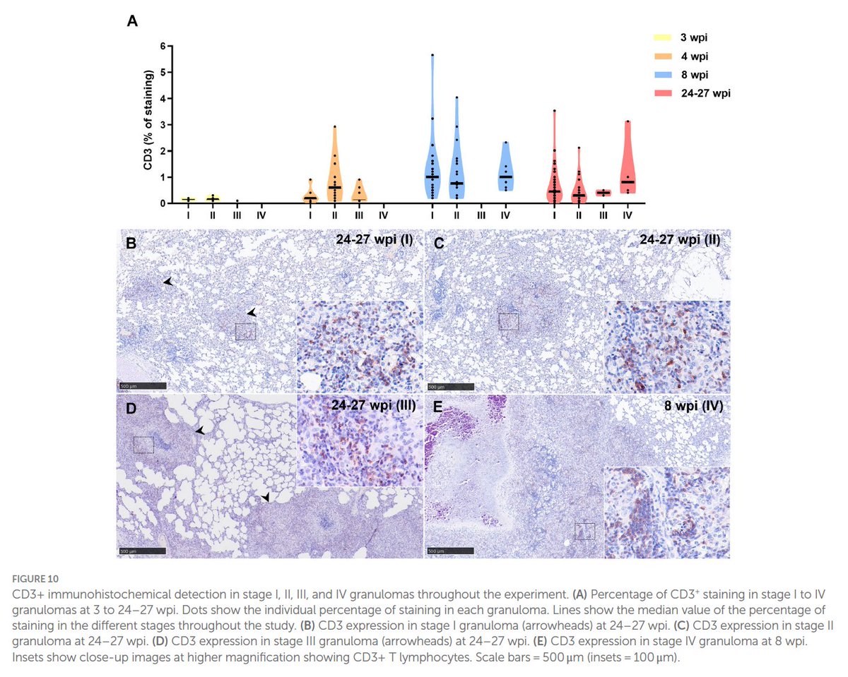 uco_pig's tweet photo. Congratulations to our colleagues Fernanda Larenas-Muñoz, Inés Ruedas-Torres, and co-authors on the publication of a paper based on the Characterisation and development of histopathological lesions of Mycobacterium tuberculosis infection 👏🔬@UKHSA
@VeterinariaUCO @Univcordoba https://t.co/UnAW9QeZvx