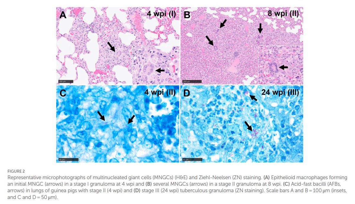 uco_pig's tweet photo. Congratulations to our colleagues Fernanda Larenas-Muñoz, Inés Ruedas-Torres, and co-authors on the publication of a paper based on the Characterisation and development of histopathological lesions of Mycobacterium tuberculosis infection 👏🔬@UKHSA
@VeterinariaUCO @Univcordoba https://t.co/UnAW9QeZvx