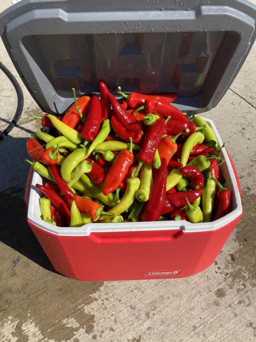 10PointFarms's tweet image. #PepperDay lots of #HungarianHots being canned 🔥🔥🌶️🌶️