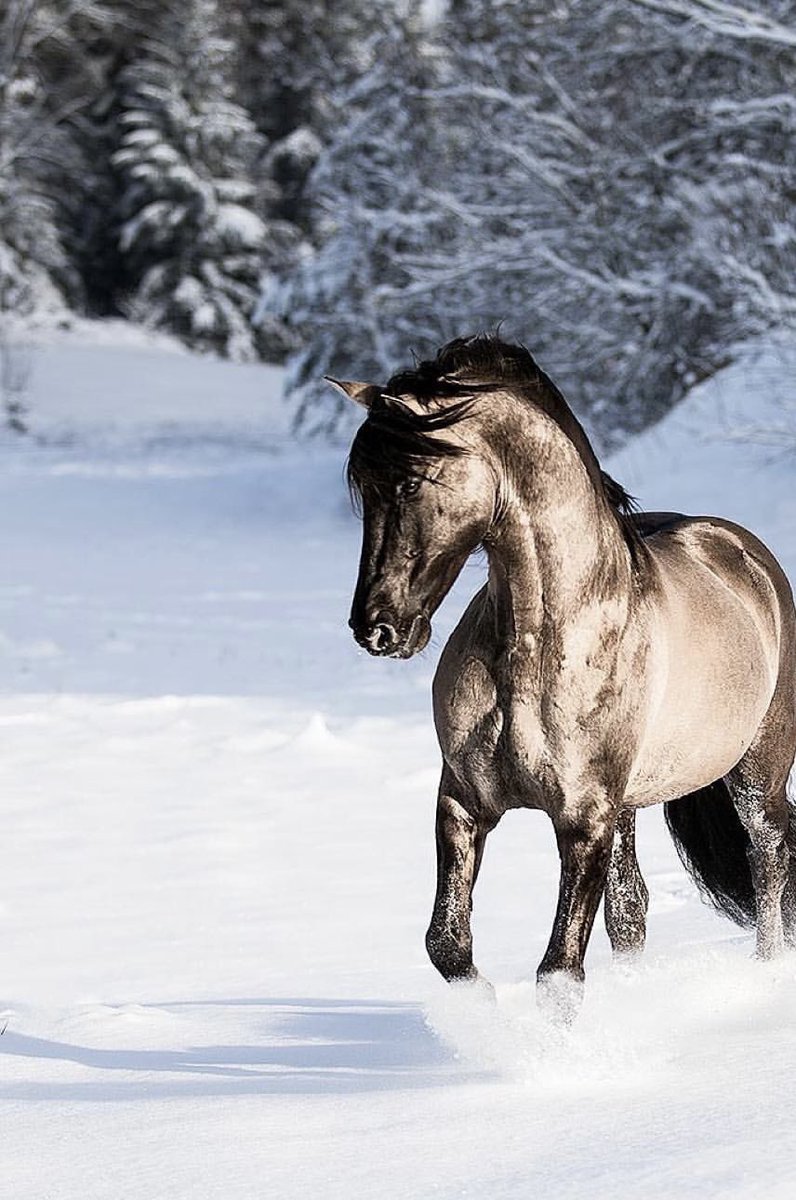Beautiful horses🐴🔅粕毛の馬🧅
 #写真好きな人と繋がりたい #馬 #horse #horses #馬好きと繋がりたい #かっこいい #かわいい #美しい #綺麗 #粕毛 #roan #roanhorse #イケメン #走る馬 #雪 #blueroan #馬の毛色