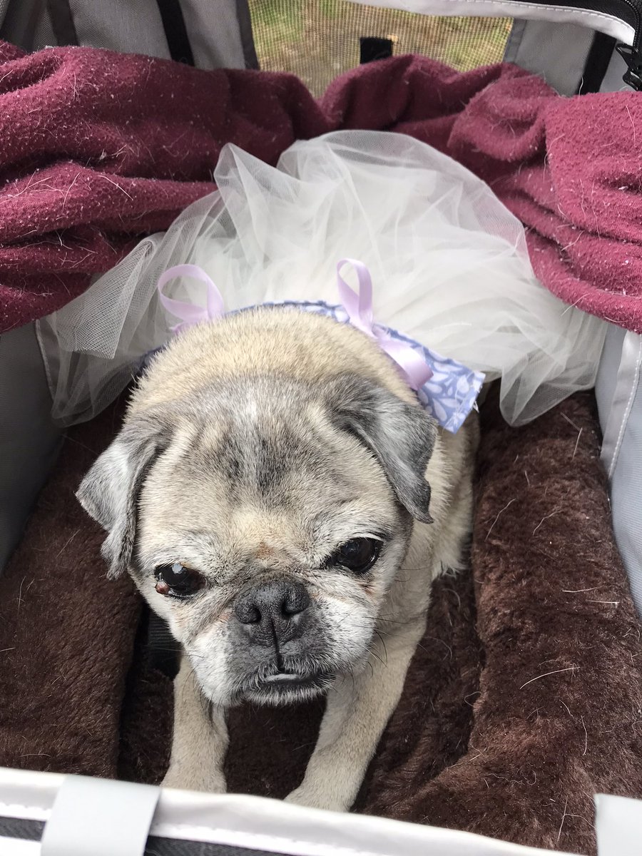 gingersnap599's tweet photo. Here are a few more pics from the #PugSocial yesterday
@MisterPemberto1 @Margaux28083812 @mommasboymushu @CaymusPug
@921twinsie https://t.co/cFbGY7KWqT