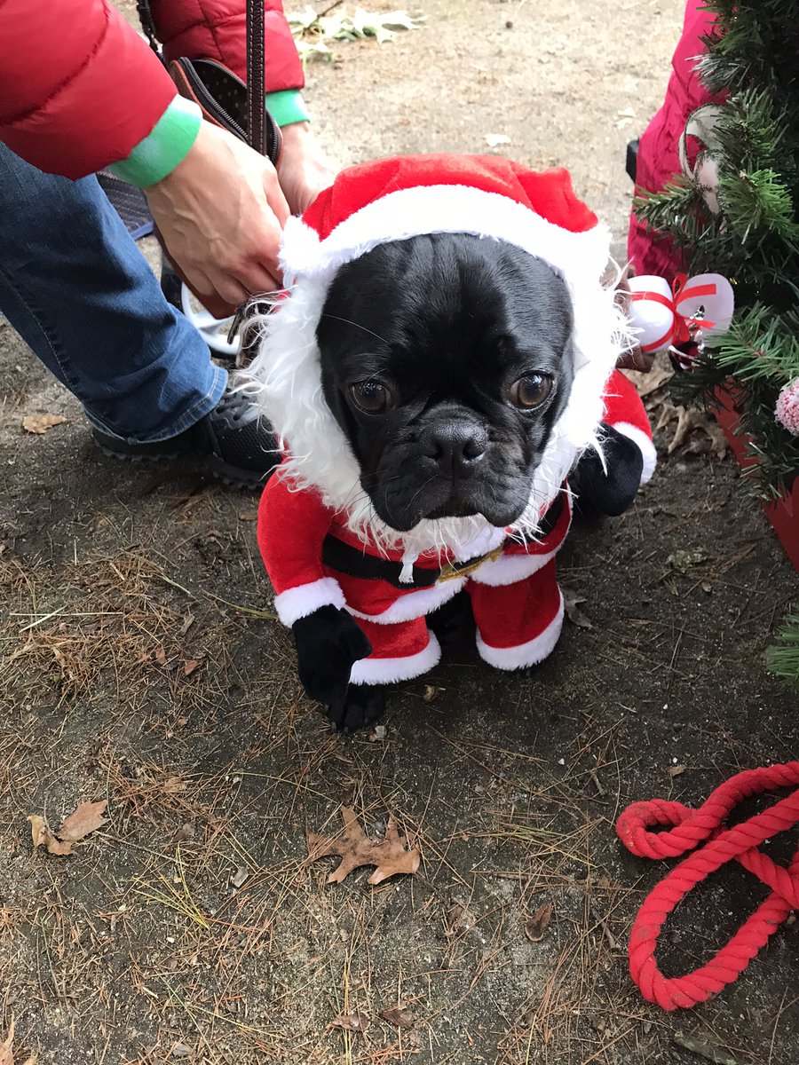 gingersnap599's tweet photo. Here are a few more pics from the #PugSocial yesterday
@MisterPemberto1 @Margaux28083812 @mommasboymushu @CaymusPug
@921twinsie https://t.co/cFbGY7KWqT