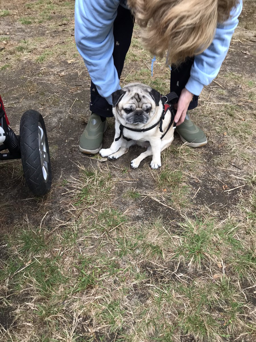 gingersnap599's tweet photo. A couple more from the #PugSocial yesterday @MisterPemberto1 @921twinsie @mommasboymushu @Margaux28083812 @CaymusPug https://t.co/qGnqkI7Q5k