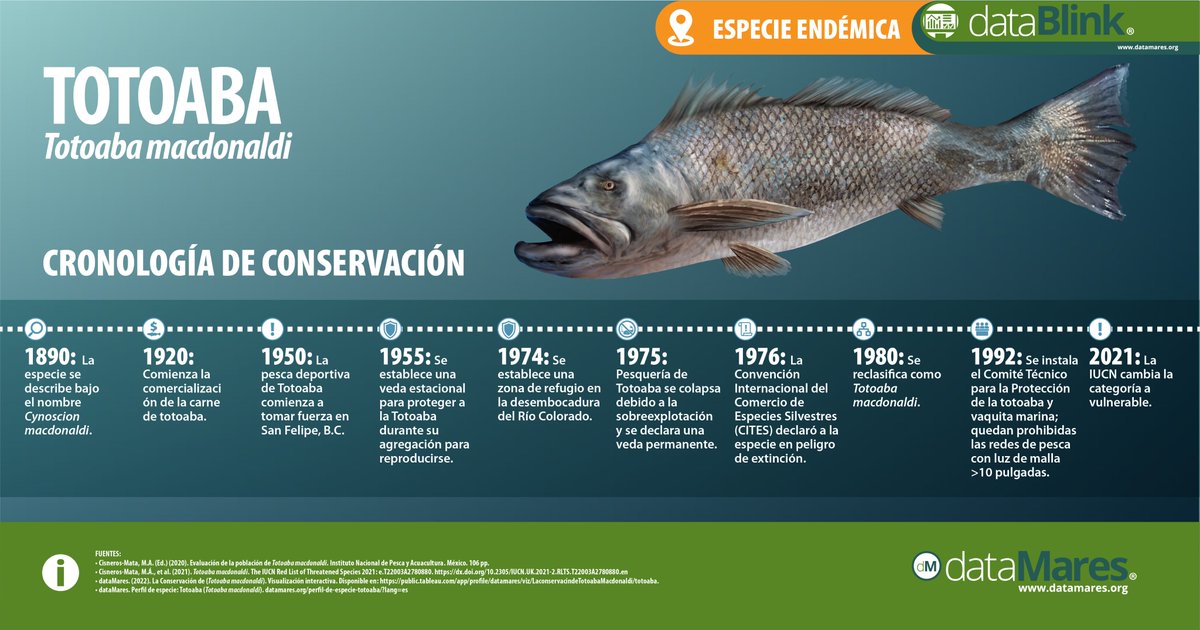 En 1975 se decretó una veda permanente, sin emabrgo la pesca furtiva es una amenaza latente para la recuperación de esta especie.

📢 Mañana estrenamos #dataPoster, ¡no se lo pierdan!

#EspeciesPrioritarias #EspecieEndemica #totoaba