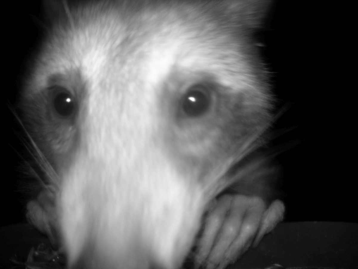 riverguy47's tweet image. It has been some time since I have posted anything so here is my birdseed thief.