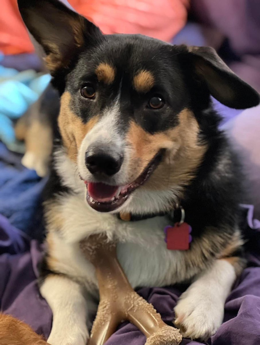 QBeast9922's tweet image. Dogs have a way of finding the people who need them &amp;amp; filling an emptiness we didn’t even know we had… 🐶🐶💚💜
🦋🔥💪🏾🌱 
#DogsAreAwesomeness #CorgisRuleTheWorld #LexiAndLoganSayHelloHoomans #PembrokeWelshCorgis #OwnYourLife