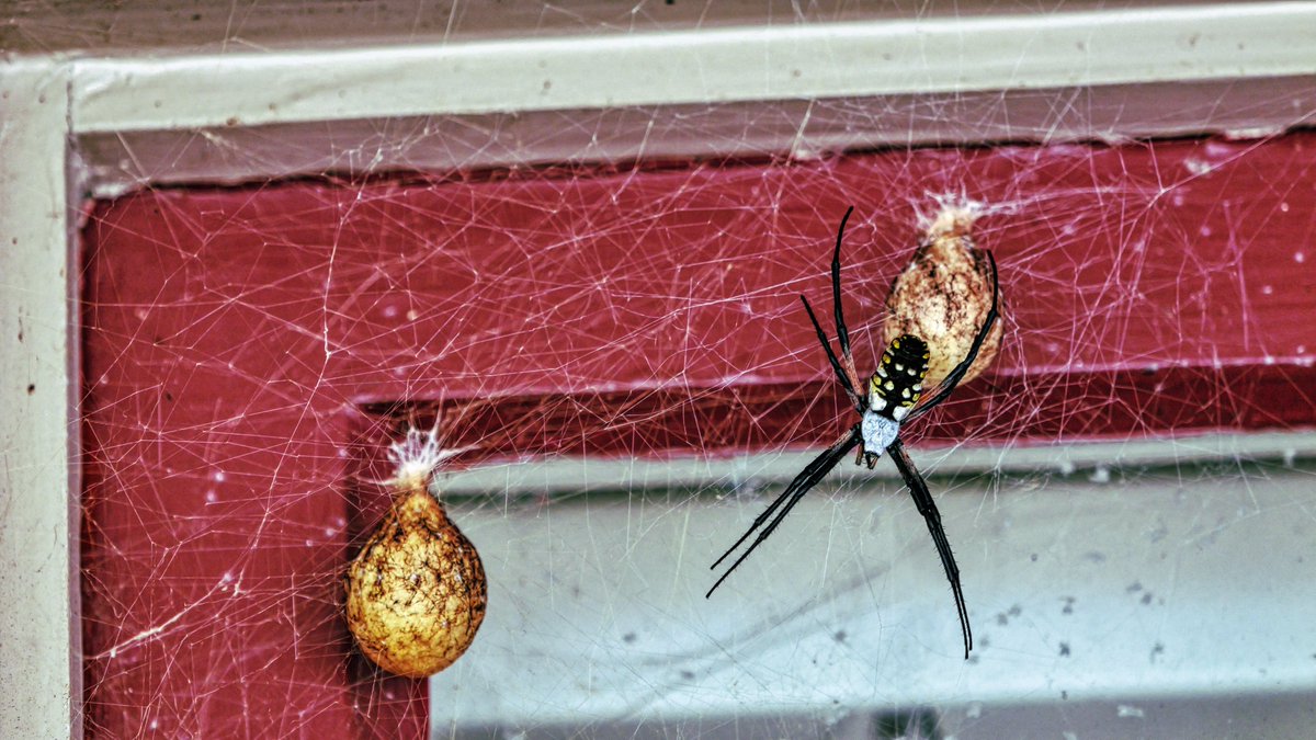 johnryankelly's tweet image. We have had a common #gardenspider living on our front porch for about three months now. These are two of the three papery, brown egg sacs she has made which each produce about a thousand baby spiders.   #WondersofNature #FallIsInTheAir #Halloween