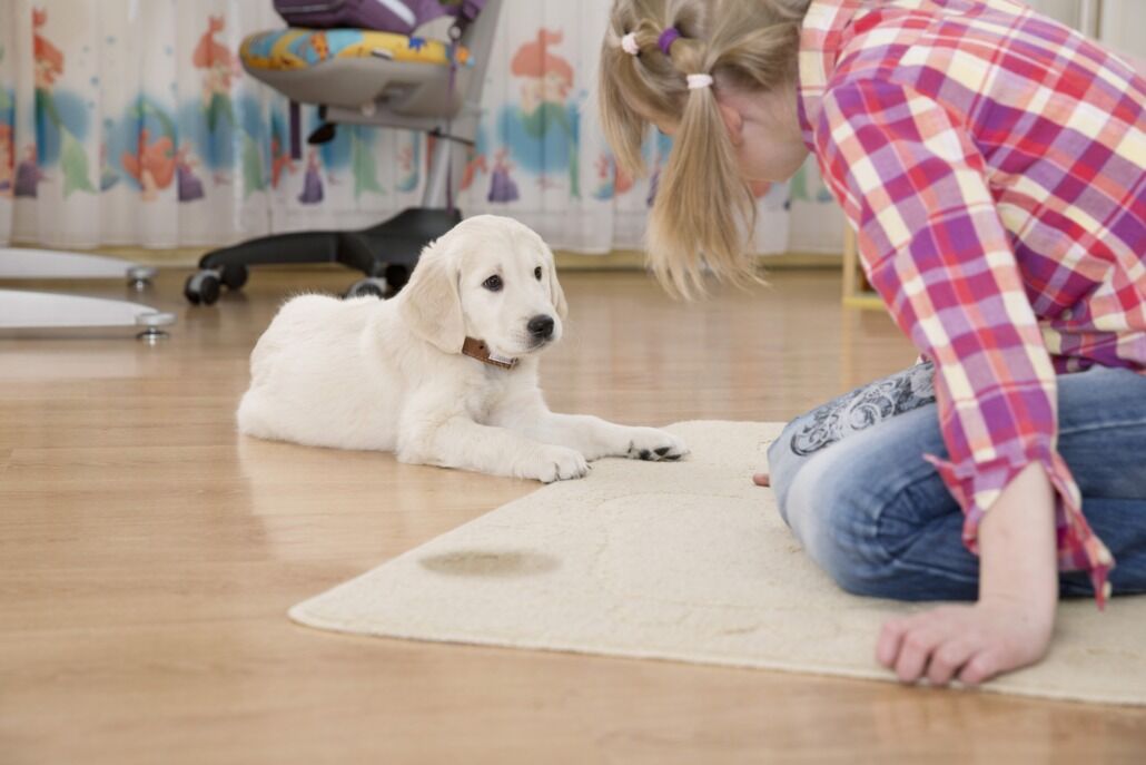 TIME TO BANISH YOUR PET?

This natural approach does not damage the fibre in carpets and upholstery, and does not pose any risk to the health of your family or pets, and does not damage the environment.

Read more [blog] bio2clean.com.au/time-to-banish…

#bio2clean #biocleaning
