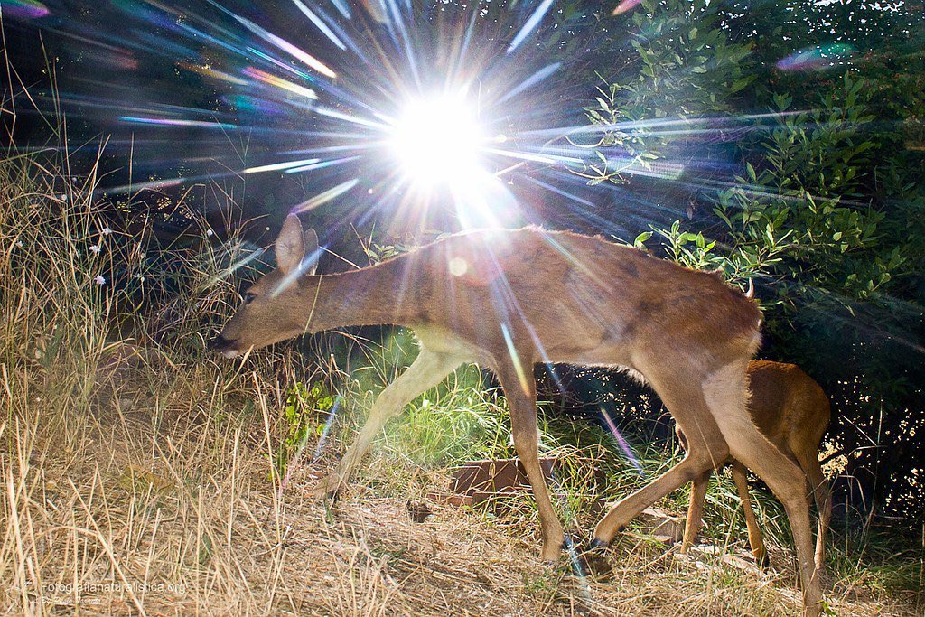 trailcam tweet media